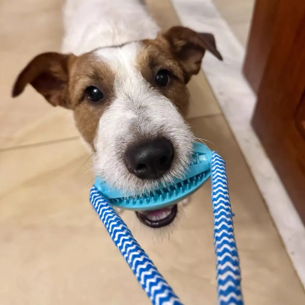 Dental Teething Training Toy