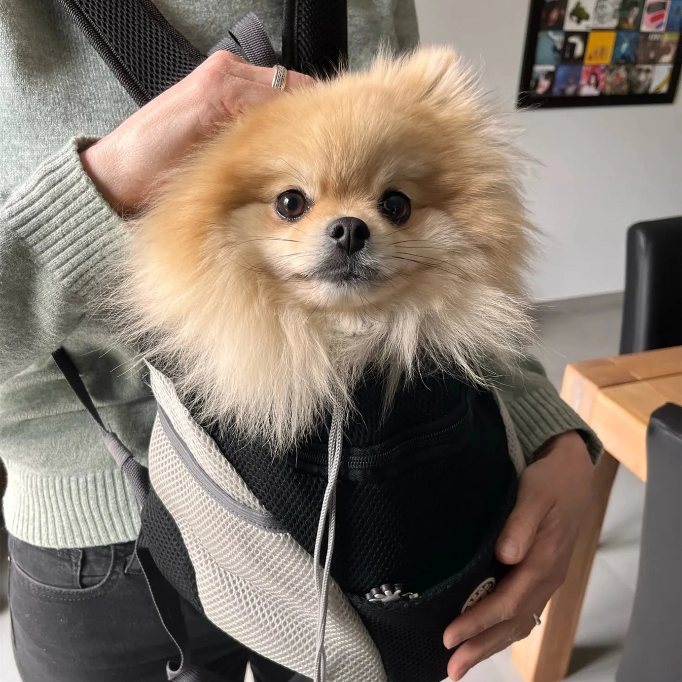 Portable Pet Backpack Double Shoulder Dog Carrier for Outdoor Travel