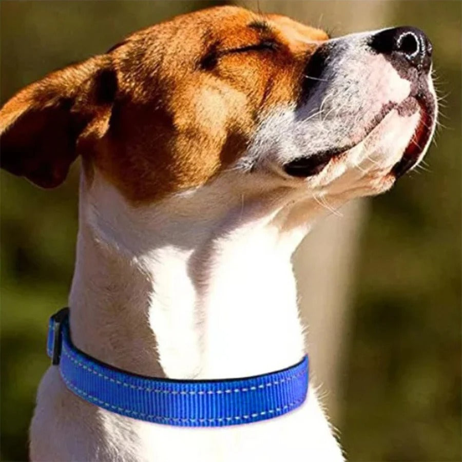 Reflective Adjustable Dog Collar - Soft, Safe & Cute Fit