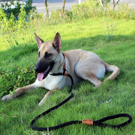 Adjustable No-Pull Nylon Slip Lead Leash for Medium & Large Dogs